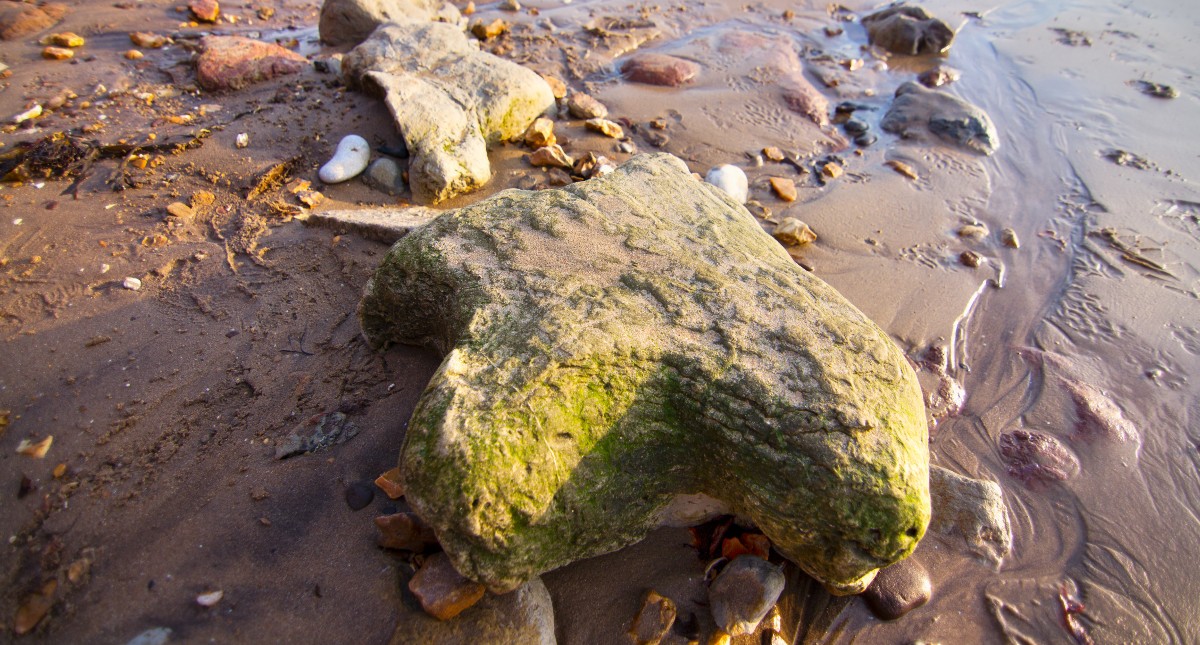 Dinosaur footprints on Isle of Wight beach